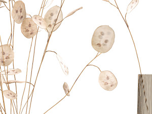 bouquet of dried flowers lunaria in a glass vase 129 3D 模型