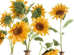 flower bouquet of sunflowers in a clay vase 132 3D Model