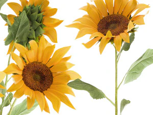 flower bouquet of sunflowers in a clay vase 132 3D Model
