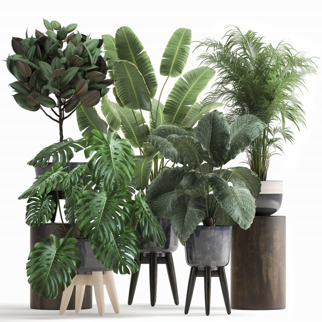 houseplants in a flowerpot for the interior 1023 Model 3D .c4d .max .obj .3ds .fbx .stl .blend