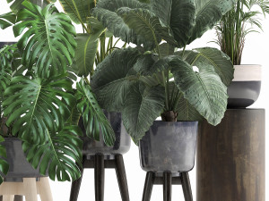 houseplants in a flowerpot for the interior 1023 Model 3D