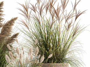 ornamental plants in rattan baskets 1024 Modèle 3D