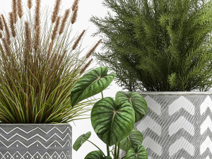houseplants in a flowerpot for the interior 1025 3D Модель