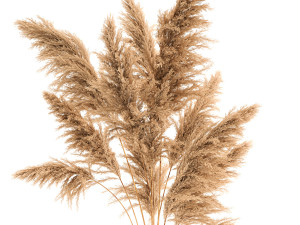 bouquet of dried reeds in a vase 140 Modelo 3D