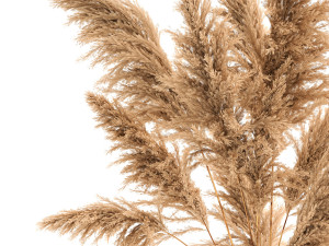 bouquet of dried reeds in a vase 140 Modelo 3D