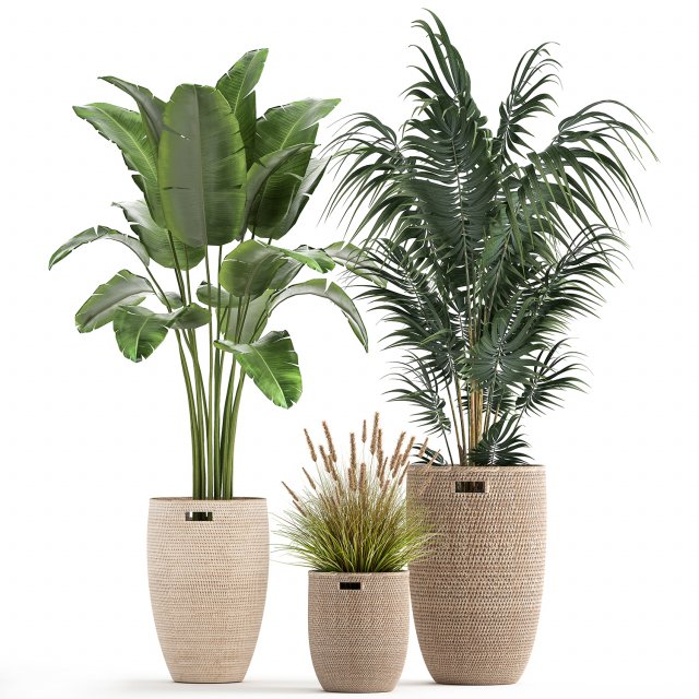 ornamental plants in rattan baskets 1026 3D Model .c4d .max .obj .3ds .fbx .stl .blend 