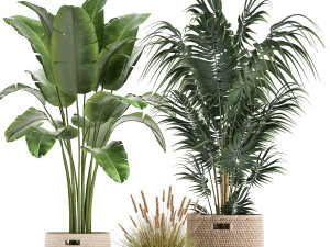 ornamental plants in rattan baskets 1026 3D Model