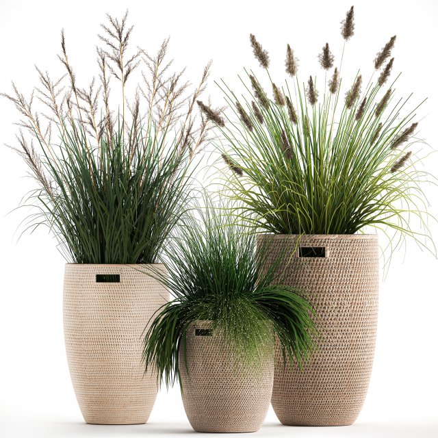 ornamental reeds plants in rattan baskets 1027 Modelo 3D .c4d .max .obj .3ds .fbx .stl .blend 