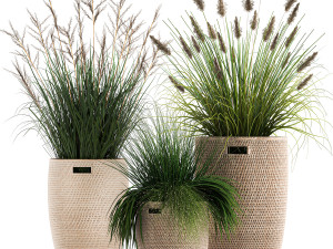 ornamental reeds plants in rattan baskets 1027 3D Model