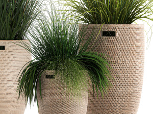 ornamental reeds plants in rattan baskets 1027 Modelo 3D