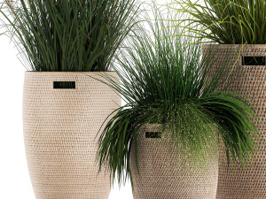 ornamental reeds plants in rattan baskets 1027 Modelo 3D