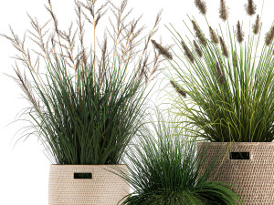 ornamental reeds plants in rattan baskets 1027 Modelo 3D
