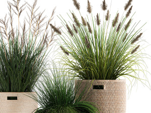 ornamental reeds plants in rattan baskets 1027 Modelo 3D