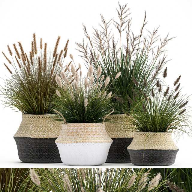 ornamental reeds plants in rattan baskets 1028 3D 모델 .c4d .max .obj .3ds .fbx .stl .blend 