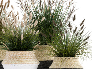 ornamental reeds plants in rattan baskets 1028 3D 모델