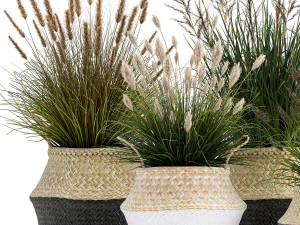 ornamental reeds plants in rattan baskets 1028 3D 모델