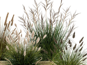 ornamental reeds plants in rattan baskets 1028 3D 모델