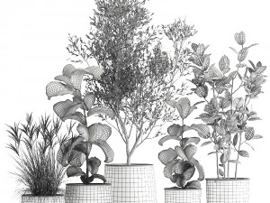 houseplants in a flowerpot for the interior 1029 3D Model