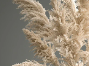 bouquet of dried white reeds in a vase 145 3D Model
