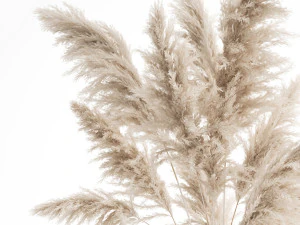 bouquet of dried white reeds in a vase 145 3D Model