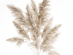 bouquet of dried white reeds in a vase 145 3D Model