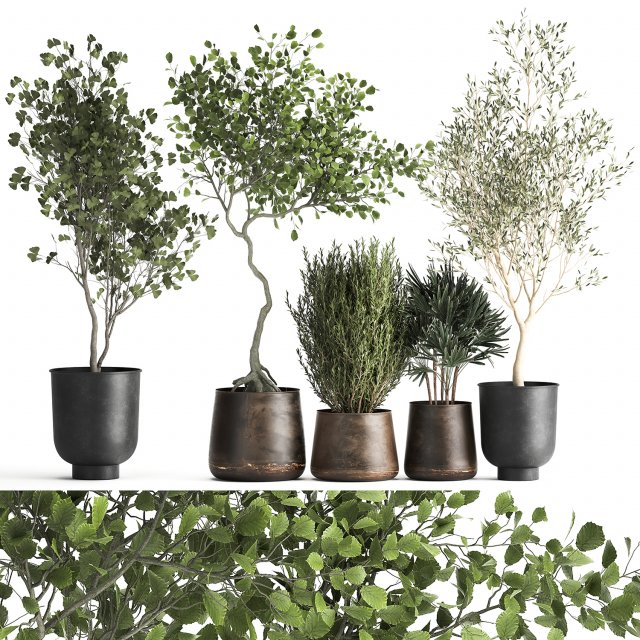 houseplants in a flowerpot for the interior 1030 3D Model .c4d .max .obj .3ds .fbx .stl .blend 