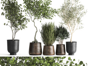 houseplants in a flowerpot for the interior 1030 3D Модель