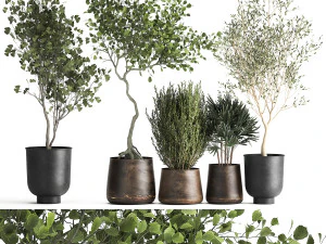 plantas de casa em vaso para o interior 1030 Modelo 3D