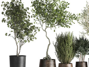 houseplants in a flowerpot for the interior 1030 3D Model
