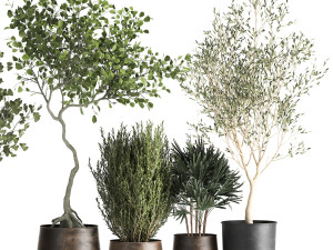 houseplants in a flowerpot for the interior 1030 3D Model