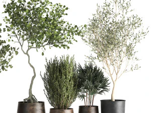 houseplants in a flowerpot for the interior 1030 3D Model