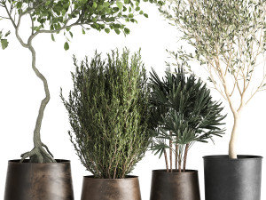 houseplants in a flowerpot for the interior 1030 3D Model