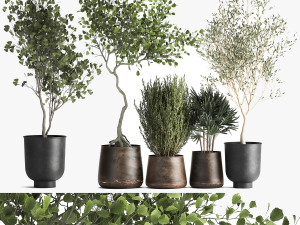 houseplants in a flowerpot for the interior 1030 3D Model
