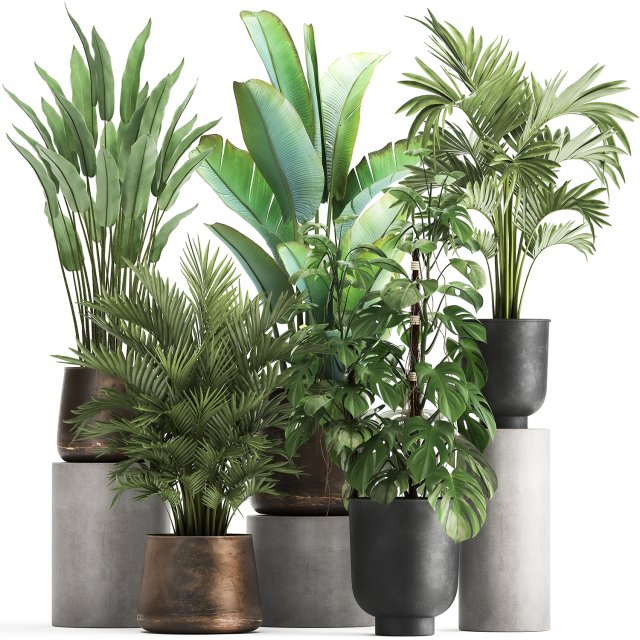 houseplants in a flowerpot for the interior 1031 3D Model .c4d .max .obj .3ds .fbx .stl .blend 