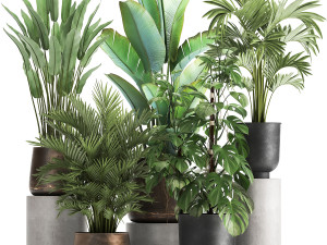 houseplants in a flowerpot for the interior 1031 3Dモデル
