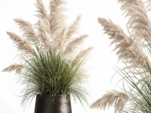 white reeds in a rusty flowerpot for the interior 1032 3D मॉडल