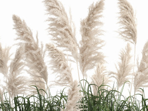 white reeds in a rusty flowerpot for the interior 1033 3D Модель