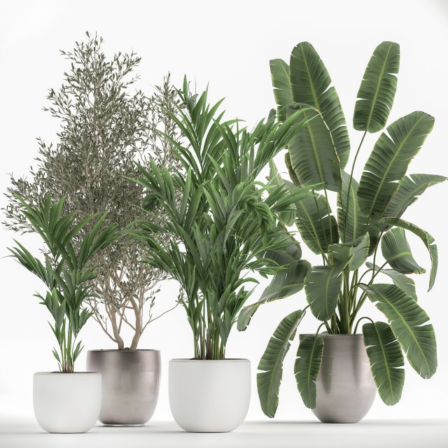 houseplants in a flowerpot for the interior 1034 3D 모델 .c4d .max .obj .3ds .fbx .stl .blend 