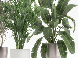 houseplants in a flowerpot for the interior 1034 3D Model