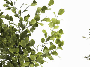 ornamental plants in rattan baskets 1035 Modelo 3D