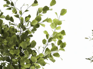 ornamental plants in rattan baskets 1035 3D Model