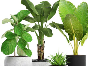 collection of plants 40 pieces a 3D Model