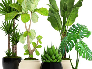 collection of plants 40 pieces a 3D Model