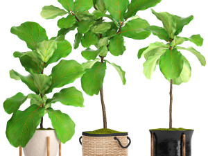 collection of plants 40 pieces a Model 3D
