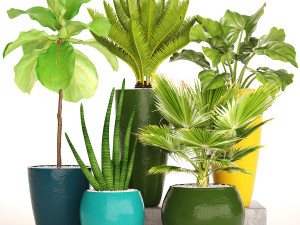 collection of plants 40 pieces a Model 3D