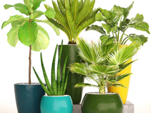 collection of plants 40 pieces a 3D Model