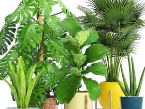 collection of plants 40 pieces a 3D Model