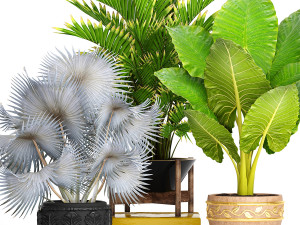 collection of plants 40 pieces a Model 3D
