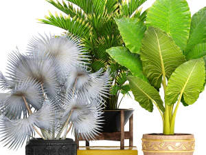 collection of plants 40 pieces a 3D Model