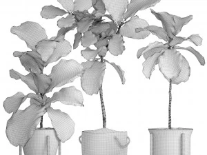 collection of plants 40 pieces a 3D Model